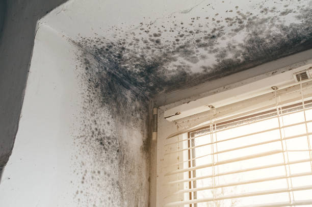 Affordable Mold Cleanup solutions in Farmville, NC